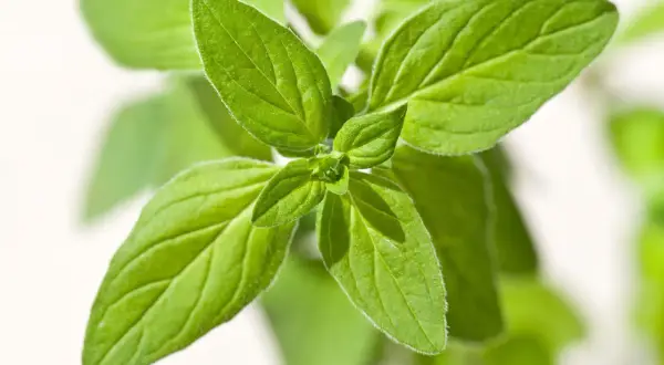 Frische Oregano-Blätter, ideal für die Kräutergartenpflege.