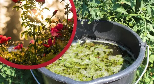 Róże i pomidory to rośliny, co mozna podlewac gnojowka z pokrzyw. W wiadrze fermentuje naturalny nawóz.