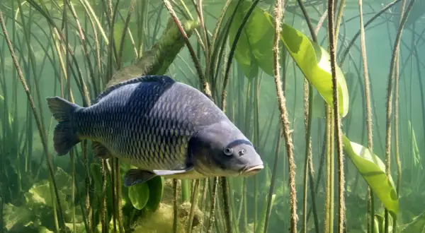 Ein Amur Fisch schwimmt zwischen Seerosenblättern und Wasserpflanzen.
