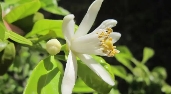 Fleur de citronnier en pleine évolution, ses pétales blancs s'ouvrent sur des étamines dorées. Un bouton floral prometteur est visible.