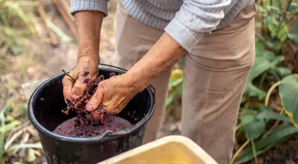 Mani che pigiano uva in un secchio, un gesto che racchiude il significato del vino biodinamico: rispetto per la terra e per il frutto.
