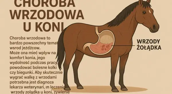Ilustracja przedstawia przekrój konia ukazujący wrzody żołądka. Choroba wrzodowa u koni to poważny problem wpływający na ich komfort i wydolność.