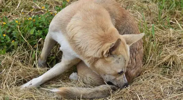 Perro con pulgas se rasca la cola. Busca remedios caseros para pulgas en perros.