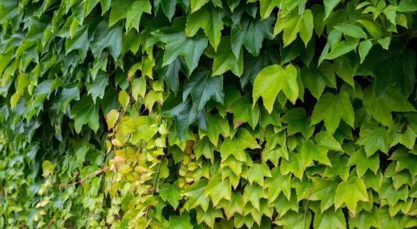 Dichtes Blattwerk von Vitis sylvestris, das eine Wand bedeckt. Die Blätter sind in verschiedenen Grüntönen, einige sind gelblich.