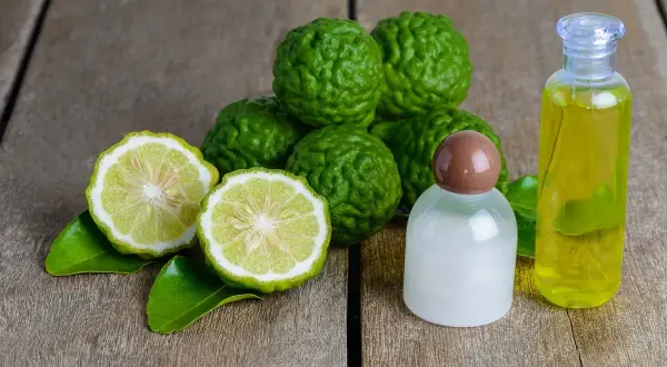 Zielone limonki kaffir i ich olejek eteryczny, który roztacza orzeźwiający bergamotka zapach.