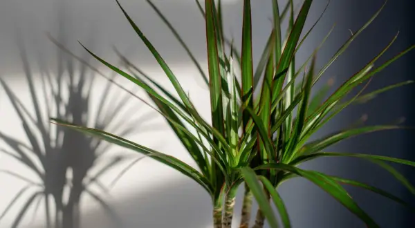 Dracena z zielonymi liśćmi i czerwonymi brzegami, rzucająca cień. Jaka ziemia będzie dla niej najlepsza?