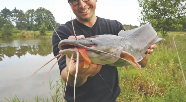 Glücklicher Angler präsentiert stolz einen großen afrikanischen Wels mit seinen charakteristischen Barteln.