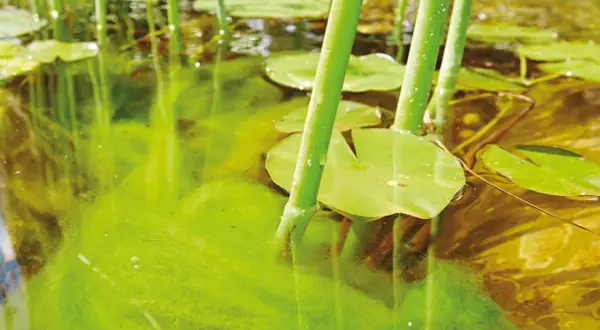 Eau trouble d'un étang, avec des nénuphars et une algue plante verdâtre flottant à la surface.