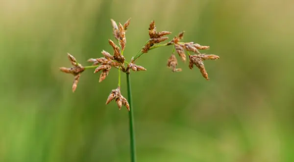Tige verte portant des inflorescences brunes de scirpus lacustris, avec un fond flou de verdure.