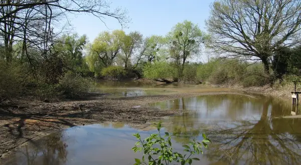 Ein ruhiger Teich im Eriskircher Ried spiegelt die umliegenden Bäume und den blauen Himmel wider.