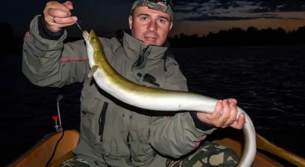 Ein Angler hält stolz einen frisch gefangenen aal im see. Die Nacht bricht herein, doch die Jagd war erfolgreich.