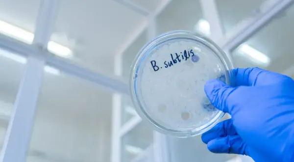 Petrischale mit "B. subtilis" beschriftet, zeigt die Wirkung von Bakterienkulturen.