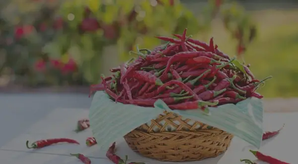 Ein Korb voller roter Chilis, die darauf warten, in scharfe Gerichte verwandelt zu werden. Diese peperoni sind scharf!