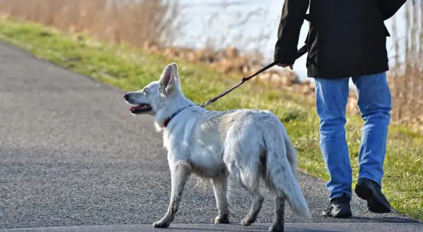 Ein weißer Hund mit rotem Halsband wird an einer Leine geführt. Der leinenruck hund genießt den Spaziergang am Wasser.