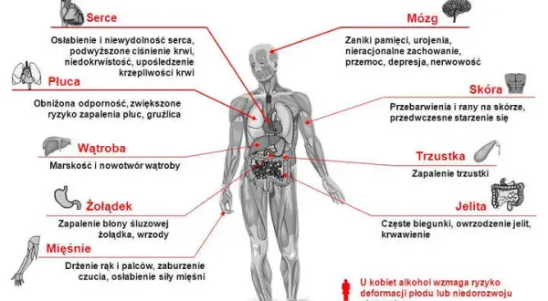 Alkohol po przeszczepie nerki: Czy to bezpieczne? Fakty medyczne