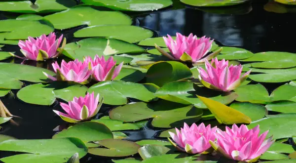 Des nénuphars roses éclatants flottent sur un étang paisible, leurs pétales ouverts comme des invitations. On imagine un poisson se faufilant sous les larges feuilles vertes.