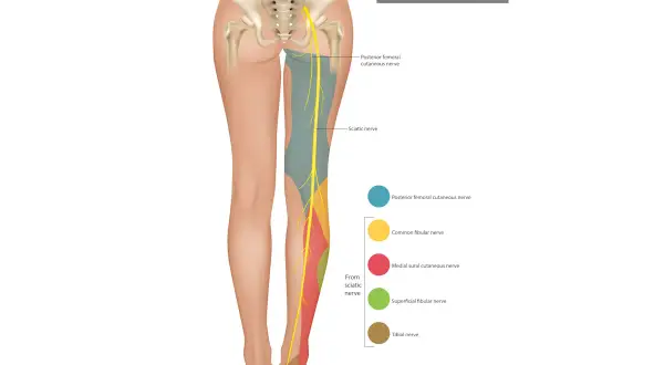 Illustrazione anatomica del nervo sciatico e delle sue innervazioni, utile per comprendere il dolore sciatico.