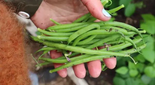 En hand håller en nyskördad hög med gröna haricots verts, redo att odla mer.