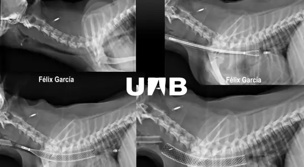 Radiografías de perros mostrando el colapso traqueal y la colocación de un stent para expandir la tráquea.