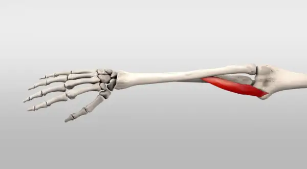 Knochen des Unterarms und der Hand mit hervorgehobenem roten Muskel, dem pronator teres.