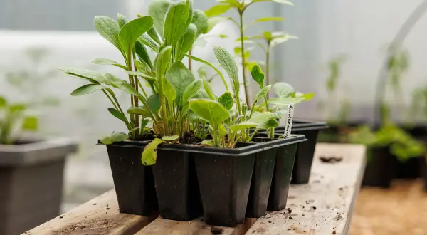 Små plantor i en pluggbox väntar på att planteras ut.