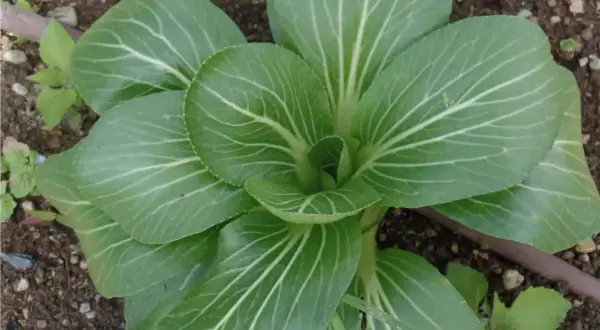 Un giovane pak choi cresce nel terreno, le sue foglie verdi brillano di venature bianche.