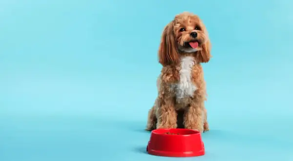 Ein süßer Hund sitzt vor einem roten Napf mit Futter und zeigt beeindruckende Impulskontrolle.