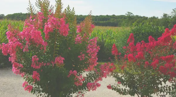 Lagerstroemia w Polsce kwitnie obficie, tworząc barwne kępy na tle zielonego krajobrazu.