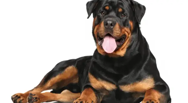 Potężny rottweiler groźny, leżący na białym tle, z językiem na wierzchu.