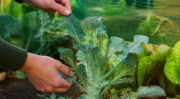 Hände prüfen den frischen Brokkoli im Garten. Die Erntezeit ist gekommen, und die grünen Röschen sind bereit.
