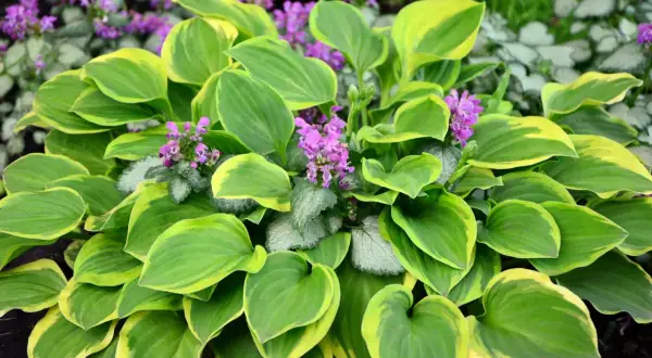 Ein Hosta mit gelbgrünen Blättern und kleinen violetten Blüten. Ein schöner funkien standort im Garten.