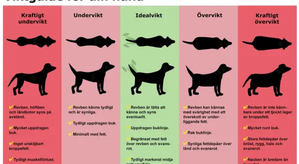 En guide för att bedöma din hunds vikt. Visar silhuetter av hundar från underviktig till kraftigt överviktig, med beskrivningar av kroppens former och fett. En fet hund har svårt att känna revbenen.