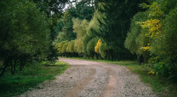 En grusväg slingrar sig genom en lummig skog. Gruset till uppfart ser inbjudande ut, perfekt för en promenad.