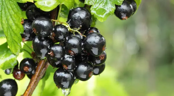 Glänzende, nasse schwarze Johannisbeeren hängen an einem Ast, umgeben von grünen Blättern. Ein Tropfen Wasser fällt von einer Beere.