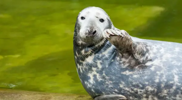 Foka w zoo nad morzem pozdrawia, unosząc łapę. Jej szare futro w cętki lśni w zielonej wodzie.