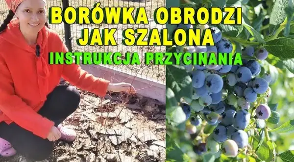 Kiedy i jak przycinać borówkę amerykańską, aby uniknąć błędów w pielęgnacji