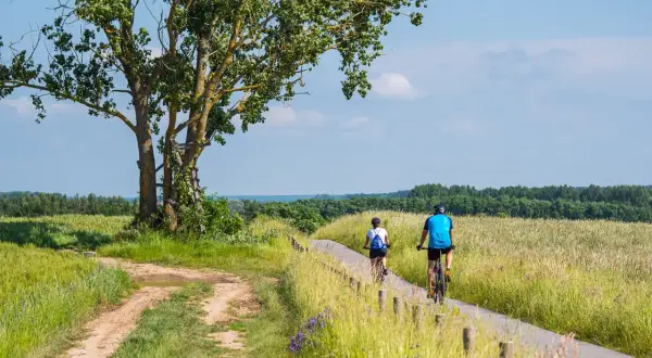 Dwie osoby na rowerach przemierzają malownicze trasy rowerowe zachodniopomorskie, mijając pola i okazałe drzewo.