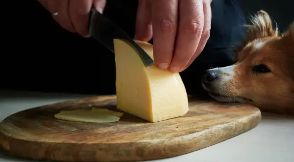 Czy pies może jeść ser camembert? Bezpieczne porady dla właścicieli psów