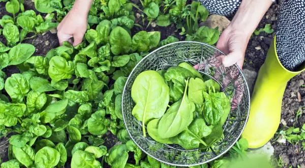 Hände ernten frischen Spinat im Garten. Ein Sieb füllt sich mit den grünen Blättern.