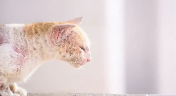A cat with patchy fur and red, irritated skin, showing what ringworm looks like on a cat.