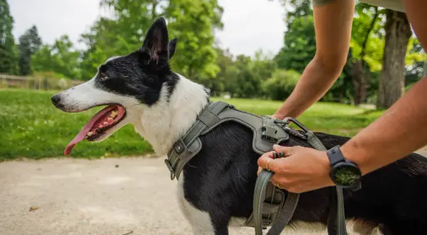 Un chien noir et blanc porte un harnais, prêt pour une promenade. La personne ajuste la laisse, s'assurant que le **taille harnais chien** est parfaite.