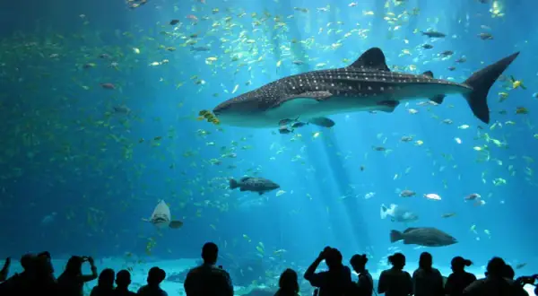 Oceanarium Ustka – Fascynujące gatunki ryb i niezapomniane wrażenia