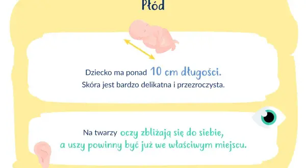 16 tydzień ciąży: płód ma ponad 10 cm, skóra jest delikatna. Oczy zbliżają się, uszy są na miejscu.