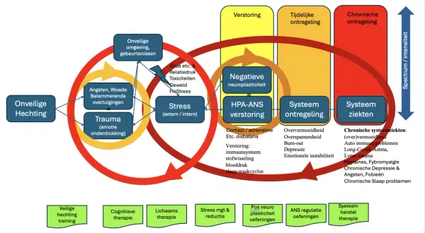 Onveilige hechting leidt tot stress, negatieve neuroplasticiteit en ontregeling, wat kan escaleren tot chronische systeemziekten. Leven met intensiteit vereist herstel.
