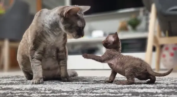 Hodowla Devon Rex w Mazowieckiem - znajdź idealnego kociaka