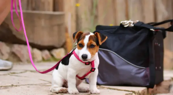 Uroczy szczeniak Jack Russell Terrier w różowych szelkach i na smyczy, gotowy na spacer. Decyzja: szelki czy obroża dla szczeniaka?
