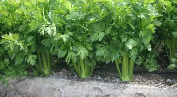 Zdrowe, zielone łodygi selera naciowego w trakcie uprawy, gotowe do zbioru.