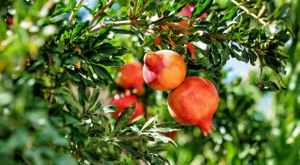 Reife Granatäpfel hängen an einem Baum in Deutschland. Die roten Früchte sind von grünen Blättern umgeben.
