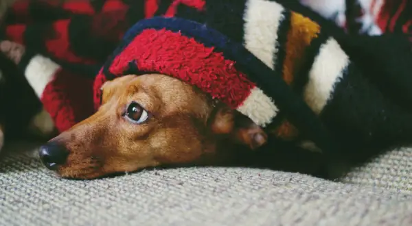 Ein Dackel kuschelt sich unter einer bunten Decke. Warum schlafen Hunde unter der Decke? Sie suchen Wärme und Geborgenheit, wie dieser süße Hund.