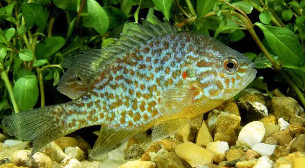 Un magnifique poisson carpe soleil aux couleurs vives, nageant parmi les plantes aquatiques et les cailloux.